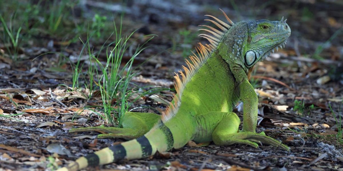NextImg:Iguana bites preschooler, steals her cake, and leaves her with rare infection