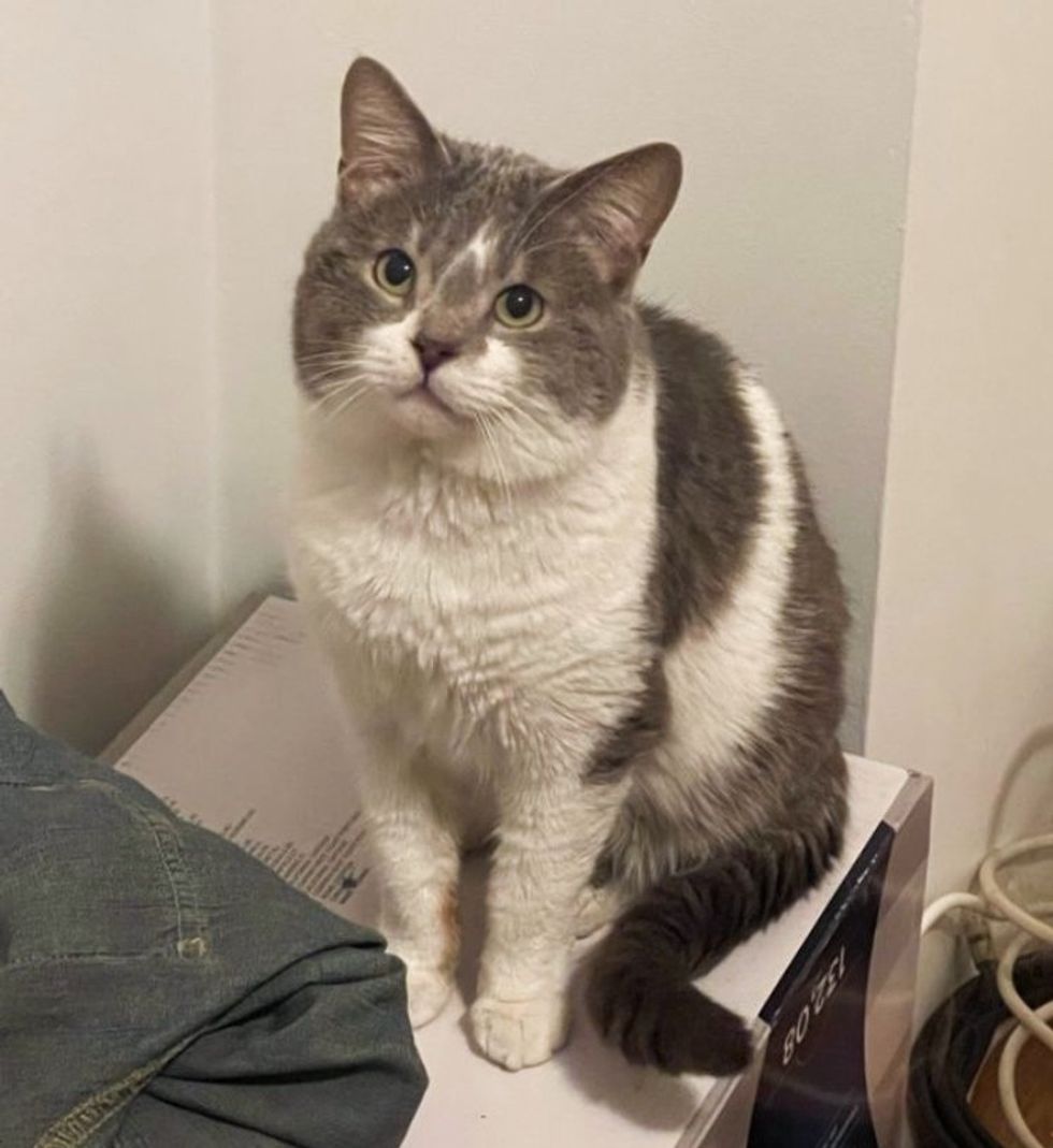 Curated visual reference: Cat Becomes The Center Of Attention He S Always Wanted Photo Inspiration