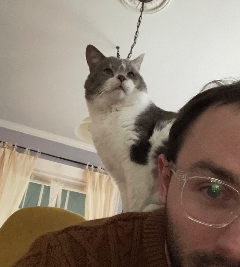 shoulder cat captain