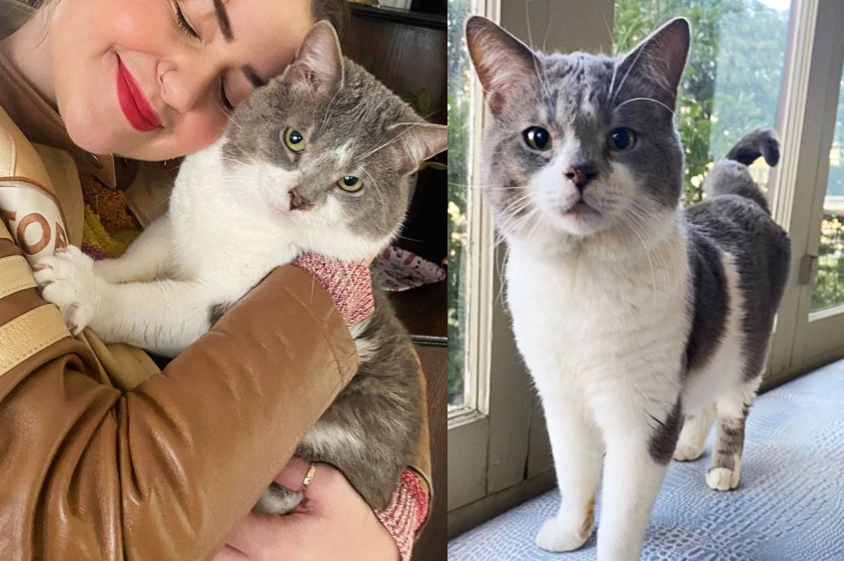 Cat Becomes the Center of Attention He's Always Wanted After 7 Years Living in Crowded Space