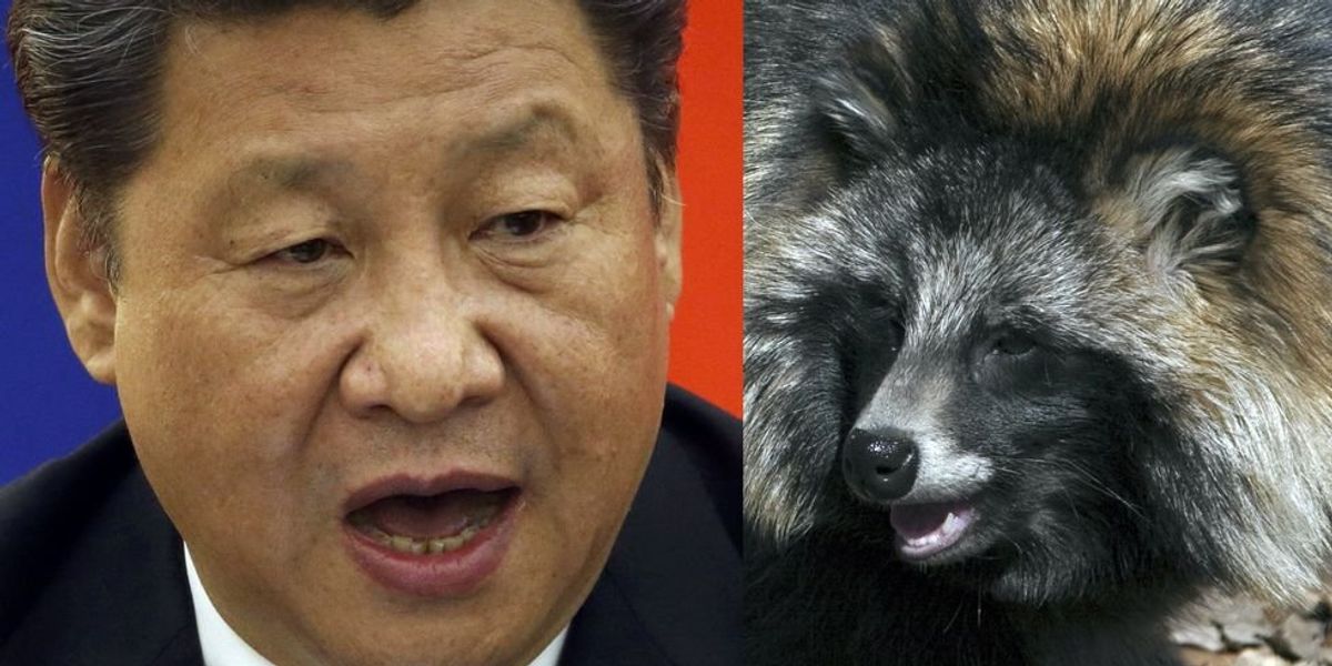 NextImg:Chinese scientists quietly uploaded new data from Wuhan wet market pointing to raccoon dog as COVID source instead of lab leak, WHO demands transparency