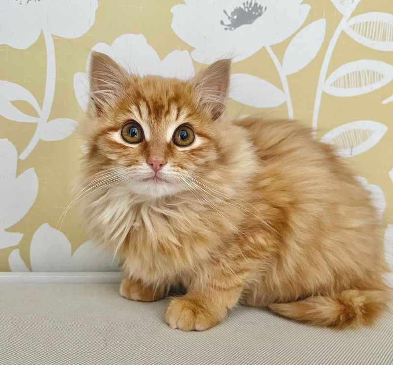 fluffy orange tabby kitten