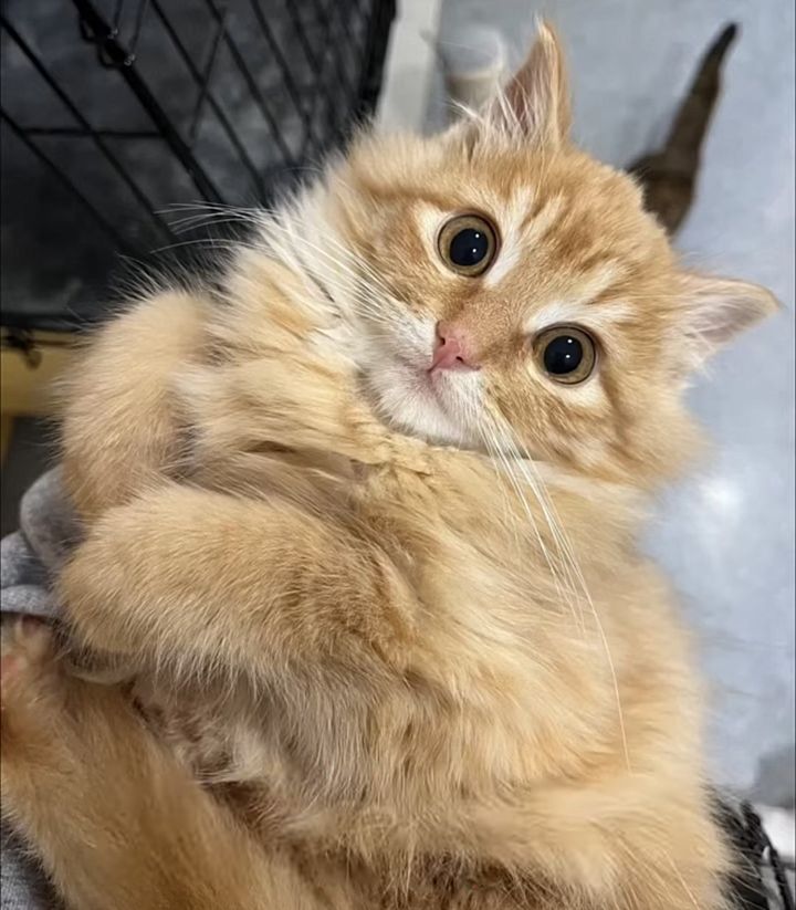 fluffy orange kitten