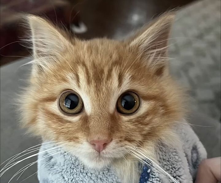 orange kitten purrito