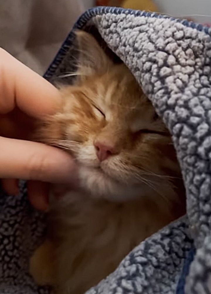 kitten snuggler