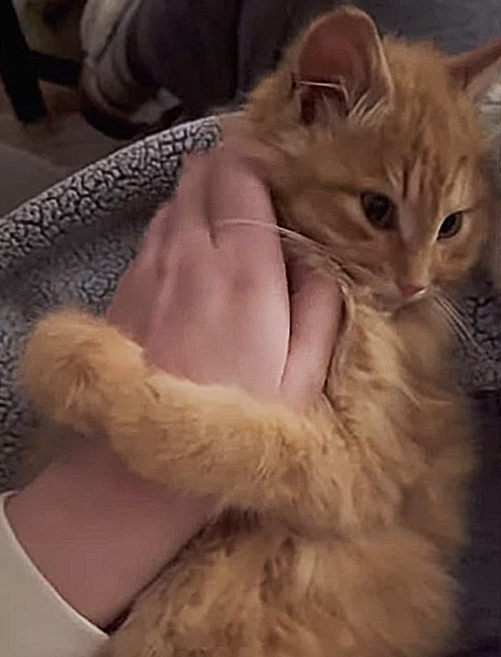 kitten cuddly bobbie