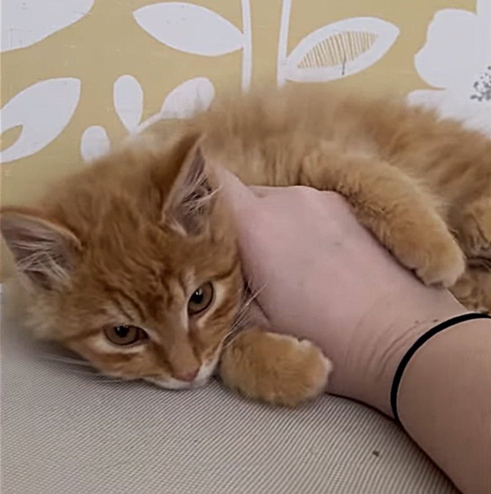 kitten belly rubs bobbie