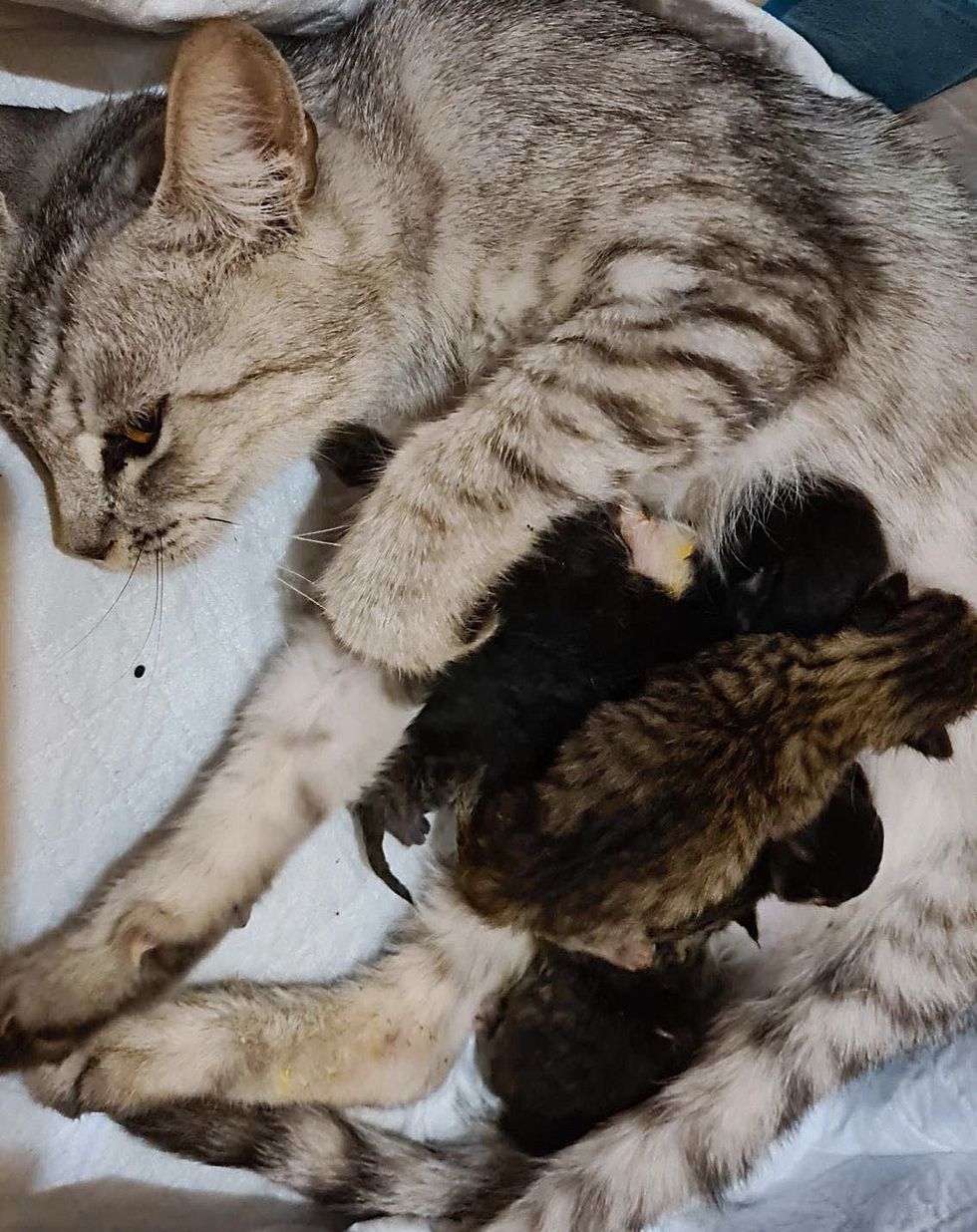 cat mom nursing kittens