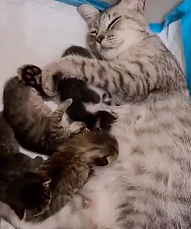 cat mom nursing kittens