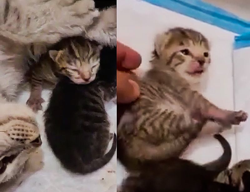 tiny kittens