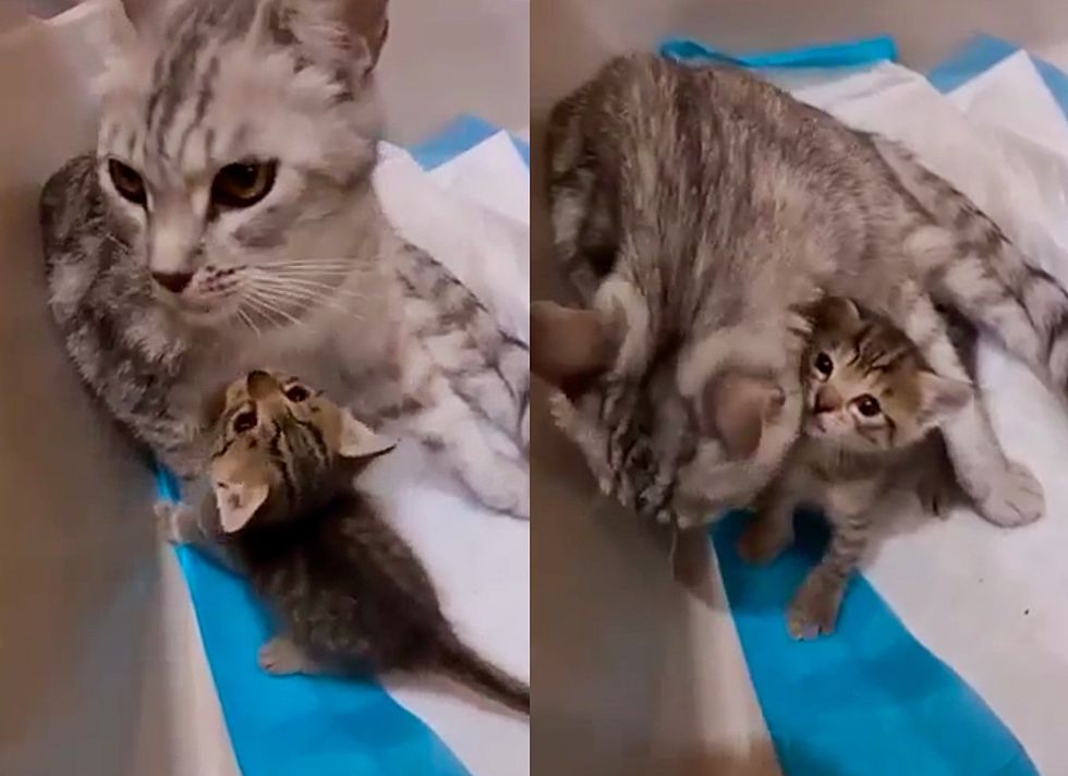 cat mom tabby kitten