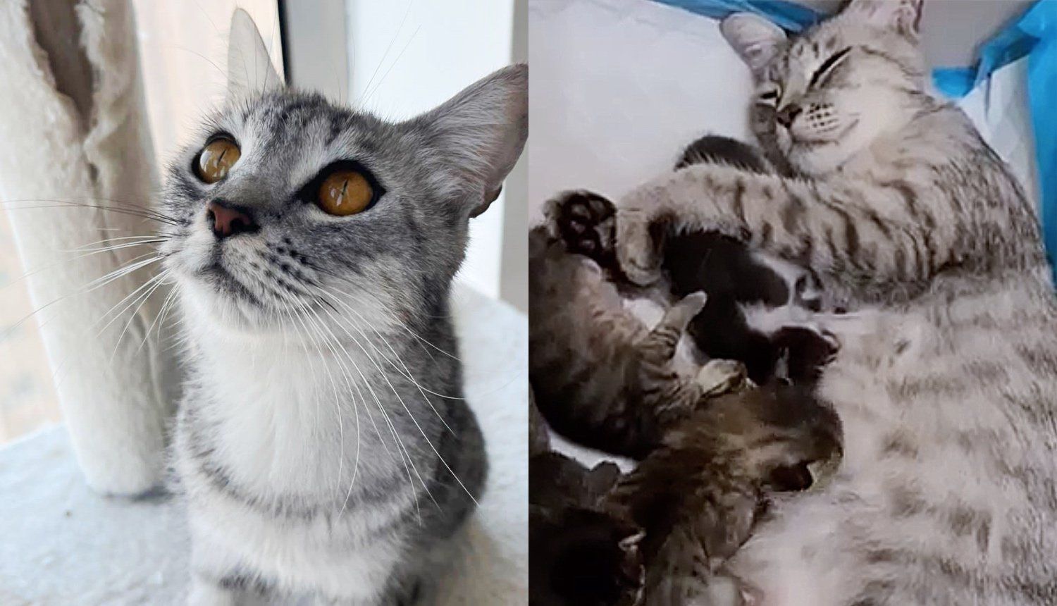 Cat Runs Up to Guy Trailing Him Home, Shortly After He Finds Tiny Kittens in His House