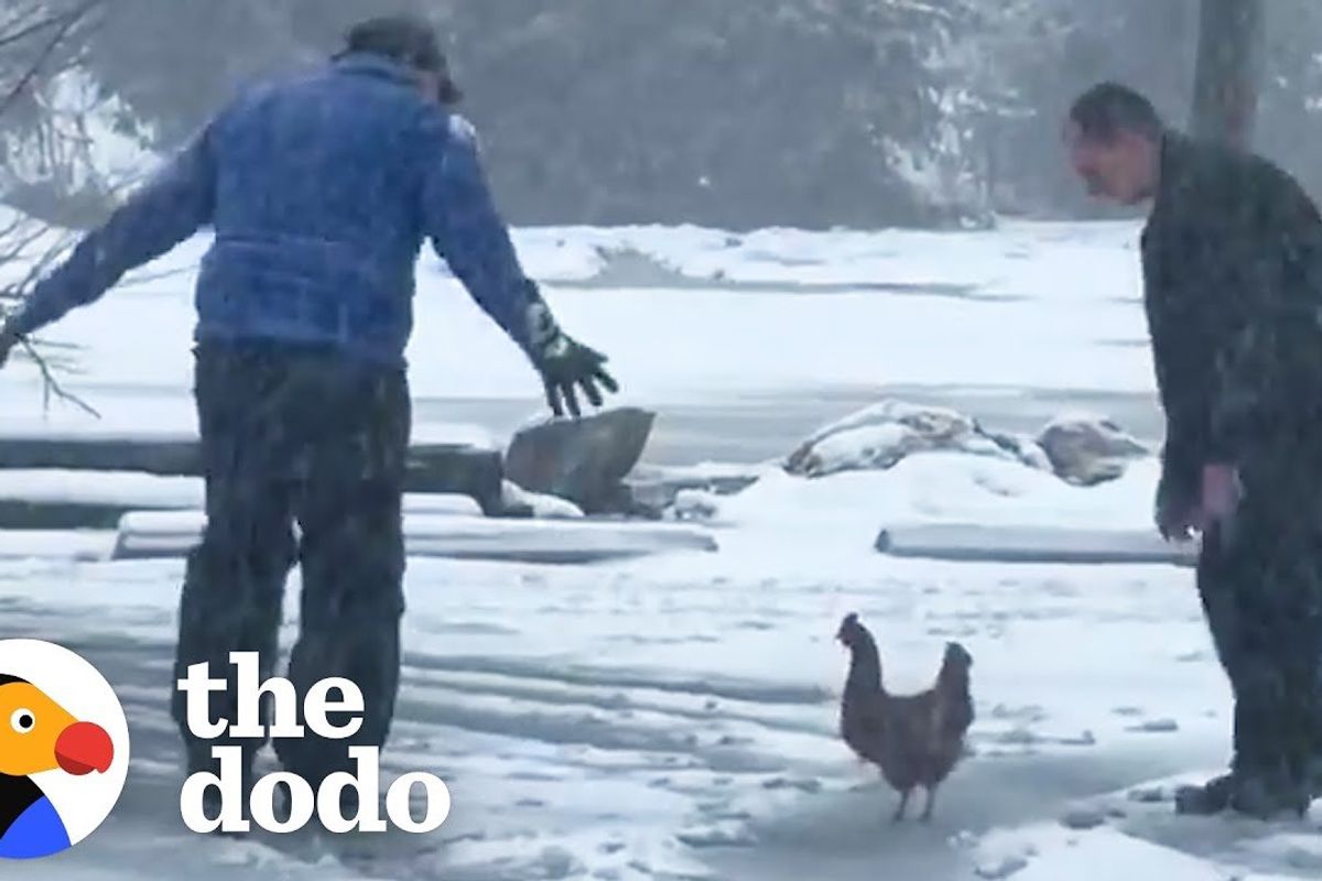 blizzard; pet chicken; the dodo; weatherman and chicken; David Neal;