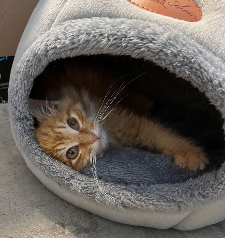ginger kitten cat bed