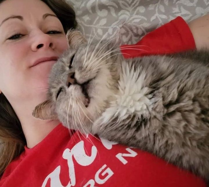 snuggly cuddly cat bruce