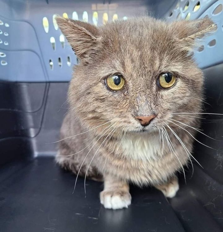 street cat rescue bruce