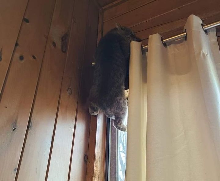cat climbs curtains bruce