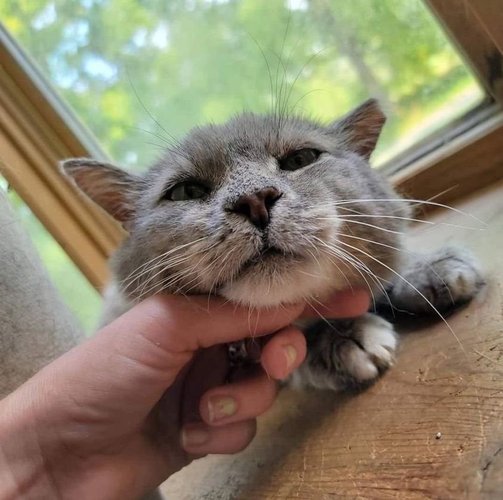 cat enjoys petting bruce