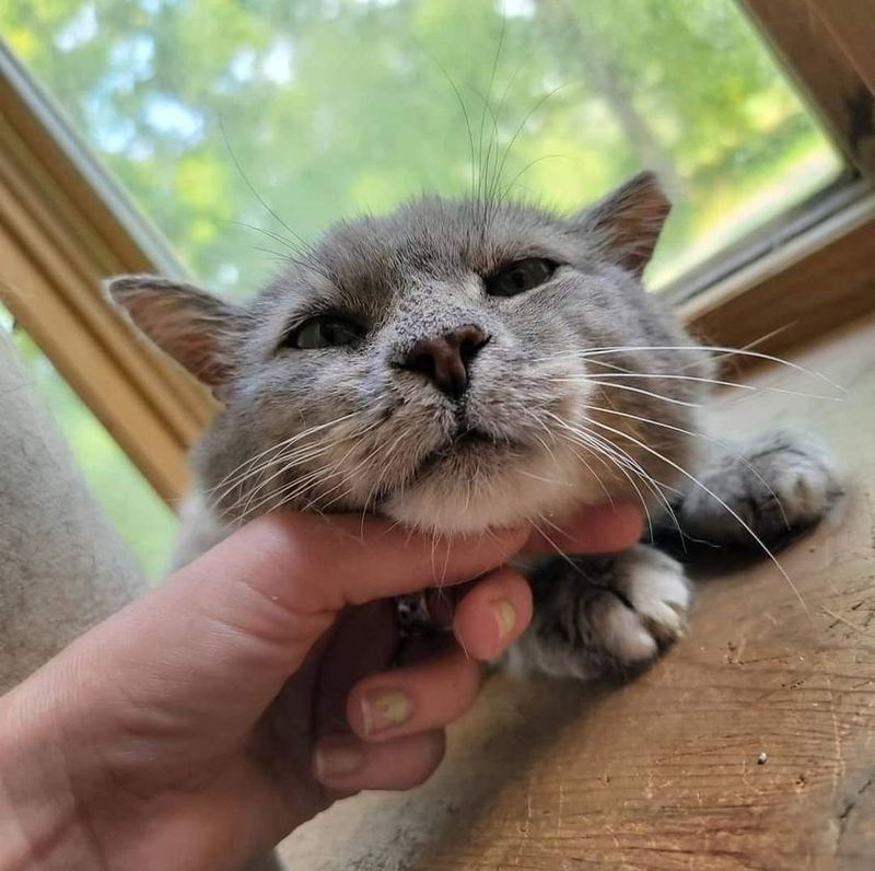 cat enjoys petting bruce