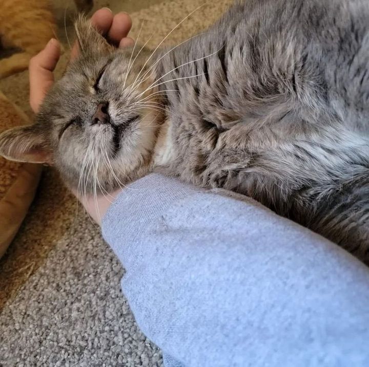 sleeping sweet cat bruce