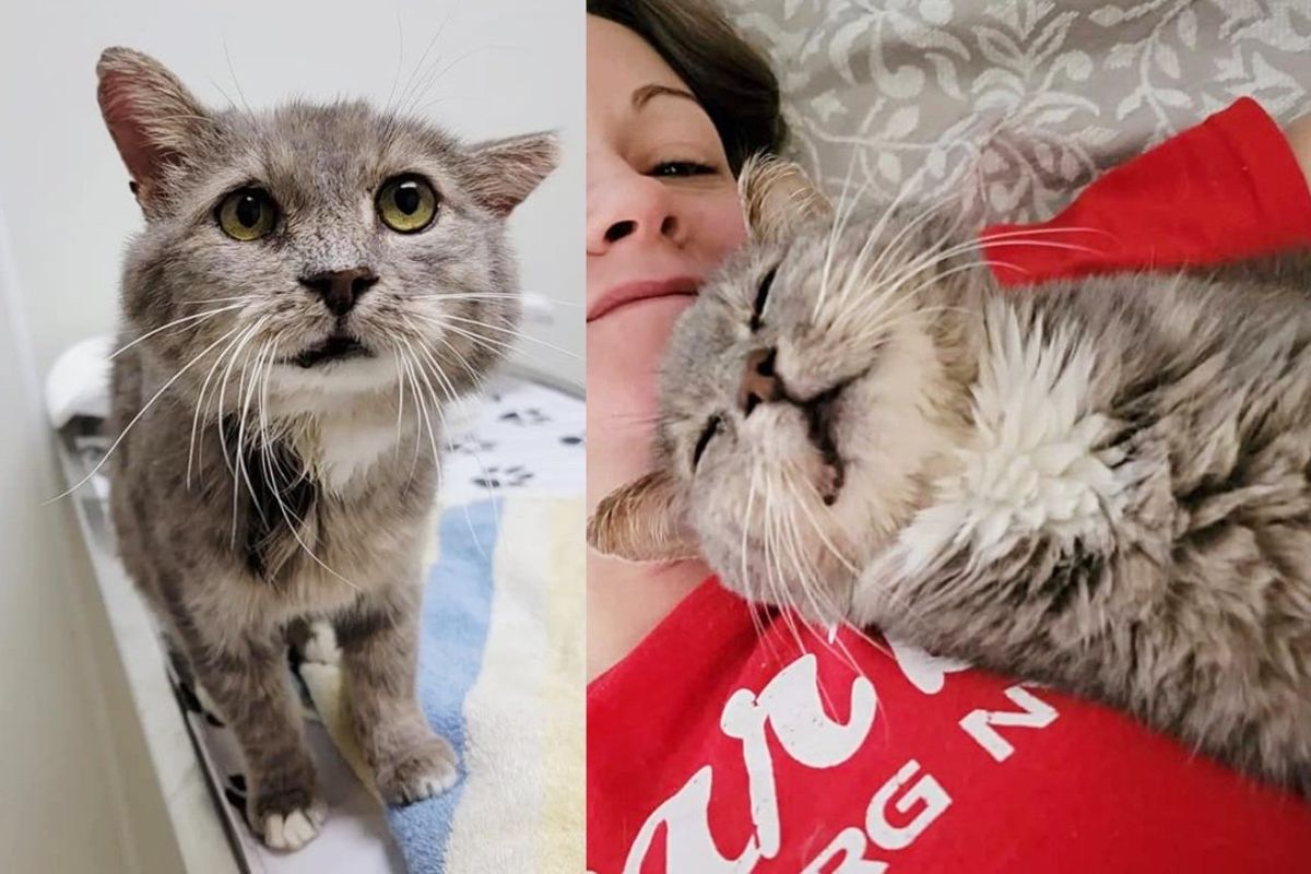 Cat Accepts Help and Decides to Trust One Day After a Lifetime on the Streets, He Turns into Sweetest Hugger