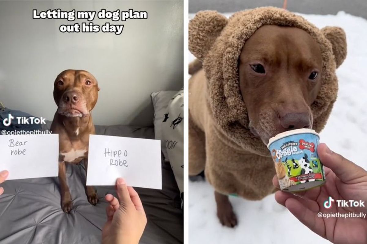 57 Hilarious Dog Memes You'll Laugh at Every Time
