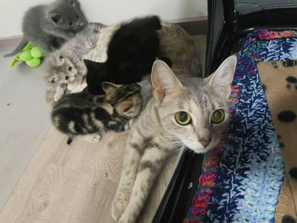 cat mom nursing kittens