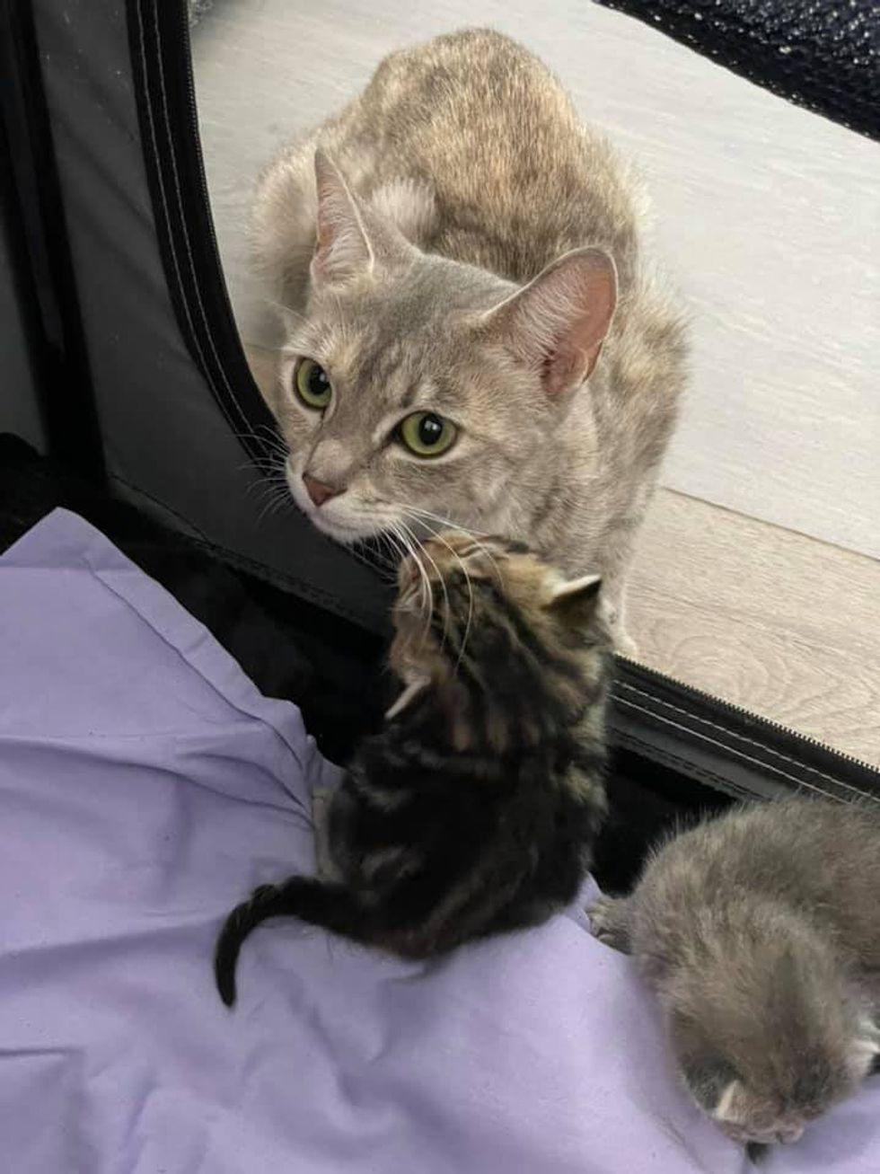 cat mom kittens