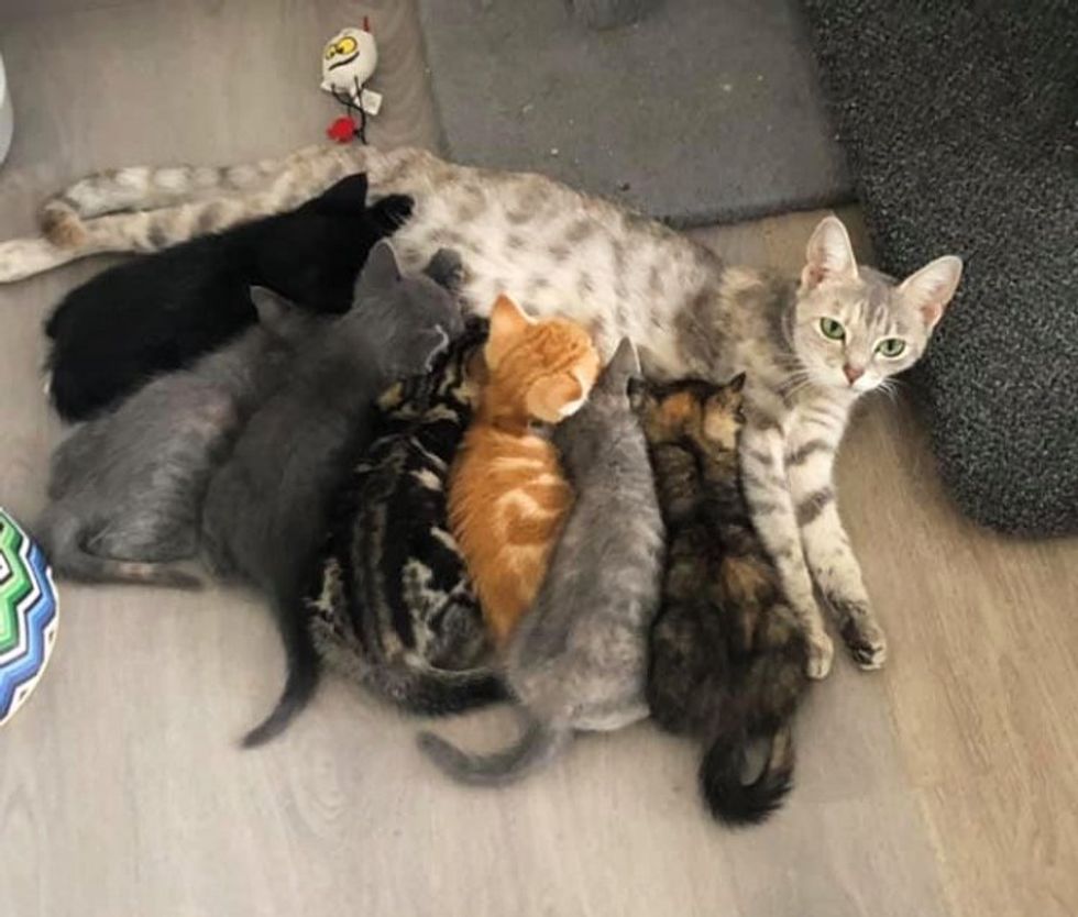 cat mom nursing kittens phyllis