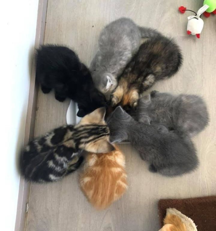 kittens weaning mealtime