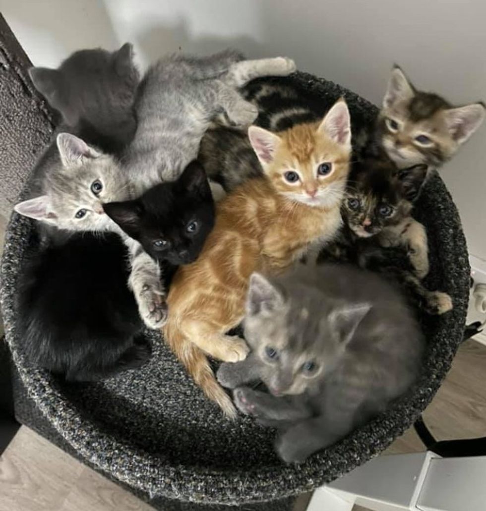 kittens cuddle puddle snuggling