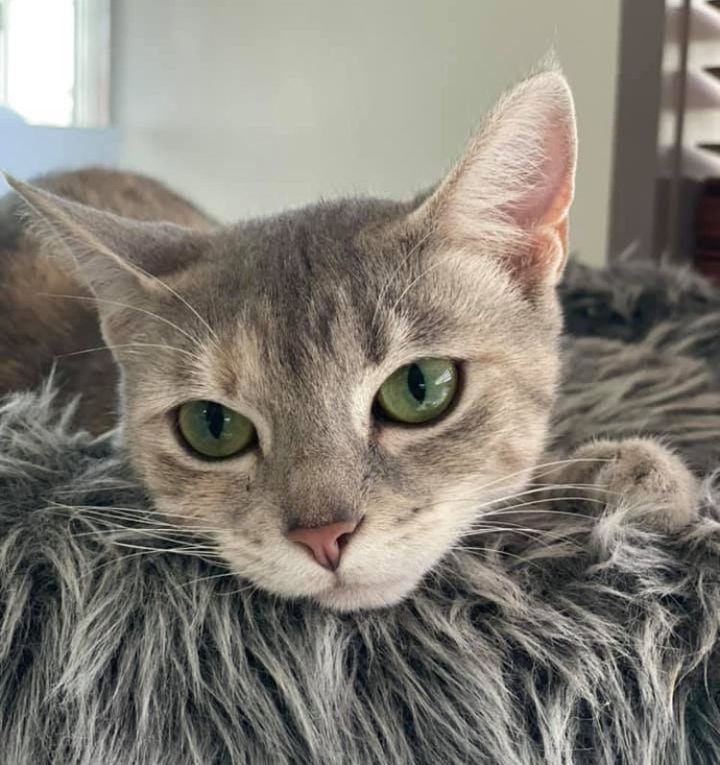 sweet cat big eyes