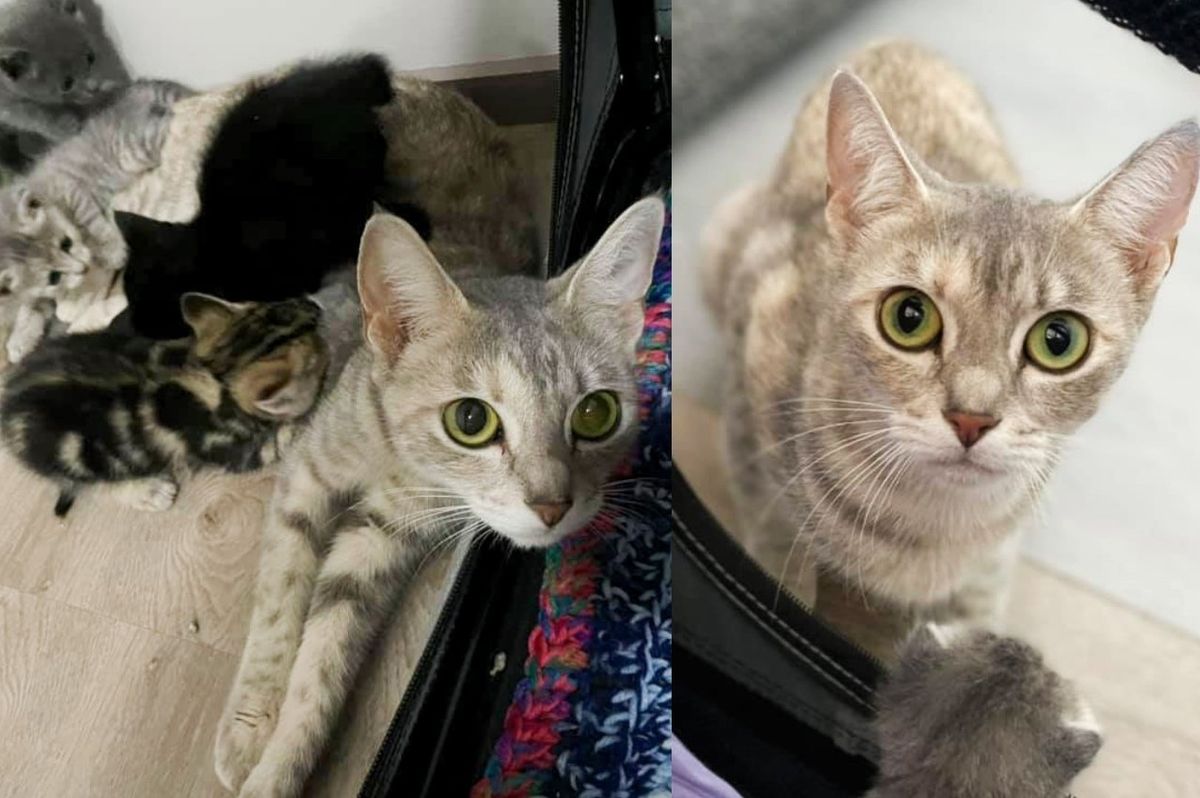 Shy Cat Comes to a Rescue with Kittens in Tow, Wanting to Start a New Life