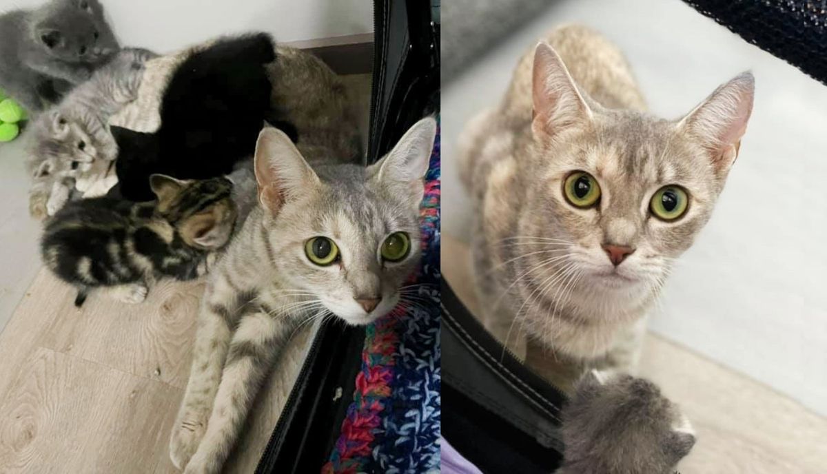 Shy Cat Comes to a Rescue with Kittens in Tow, Wanting to Start a New Life