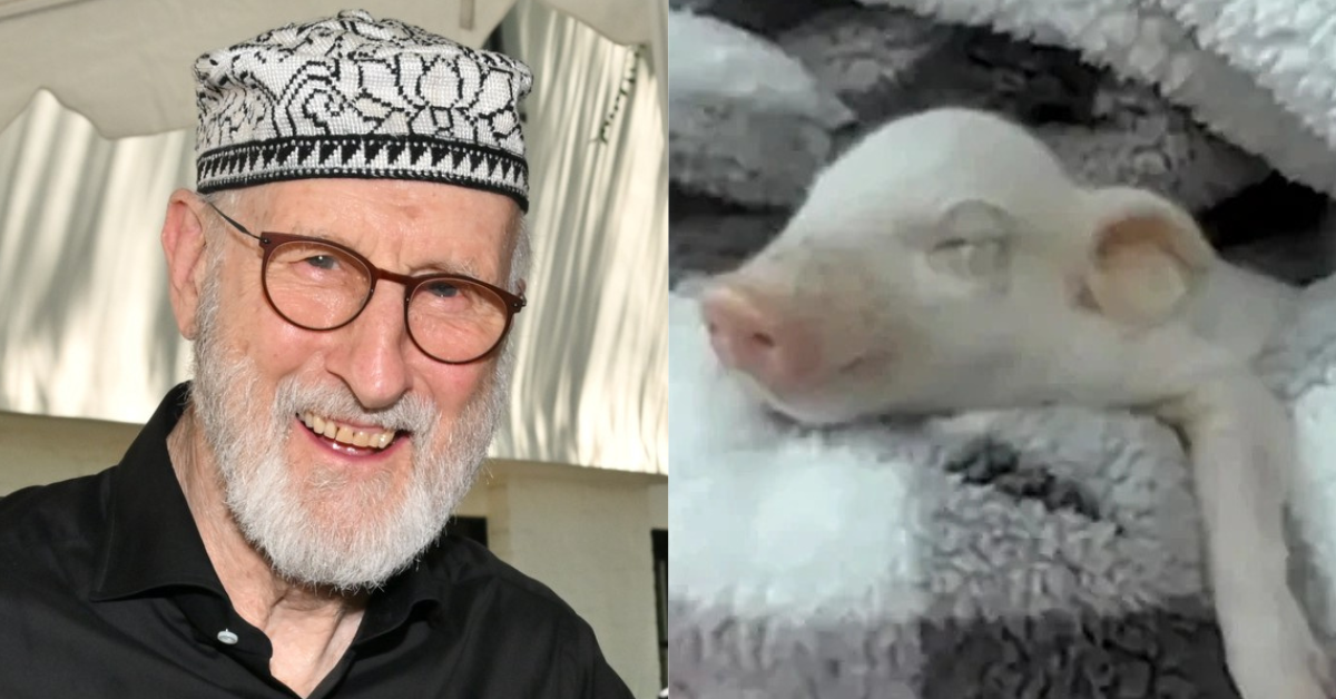 James Cromwell; screenshot of rescue piglet Babe