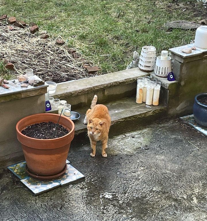 stray cat orange tabby