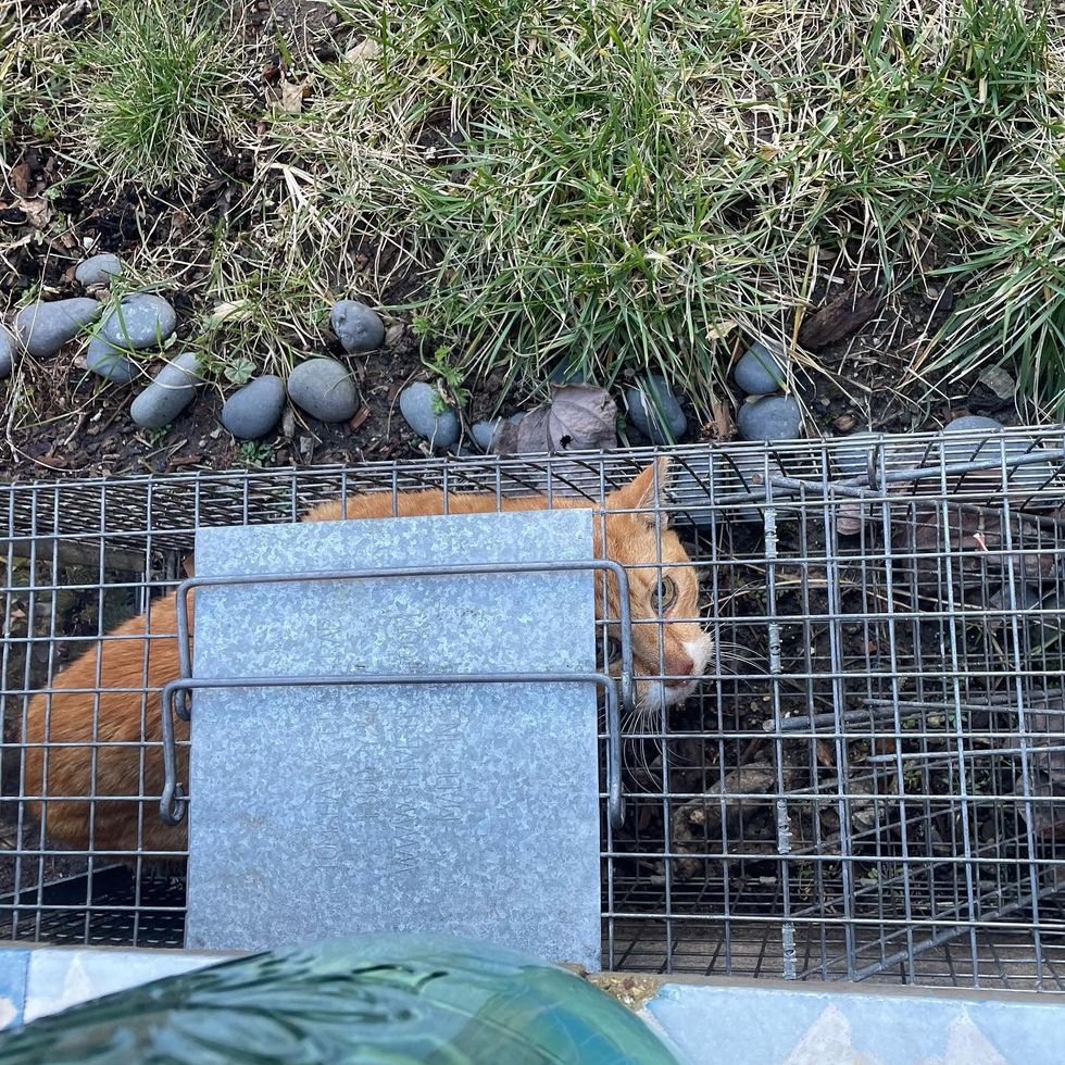 street cat rescue