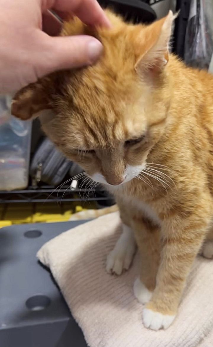 happy cat snuggles