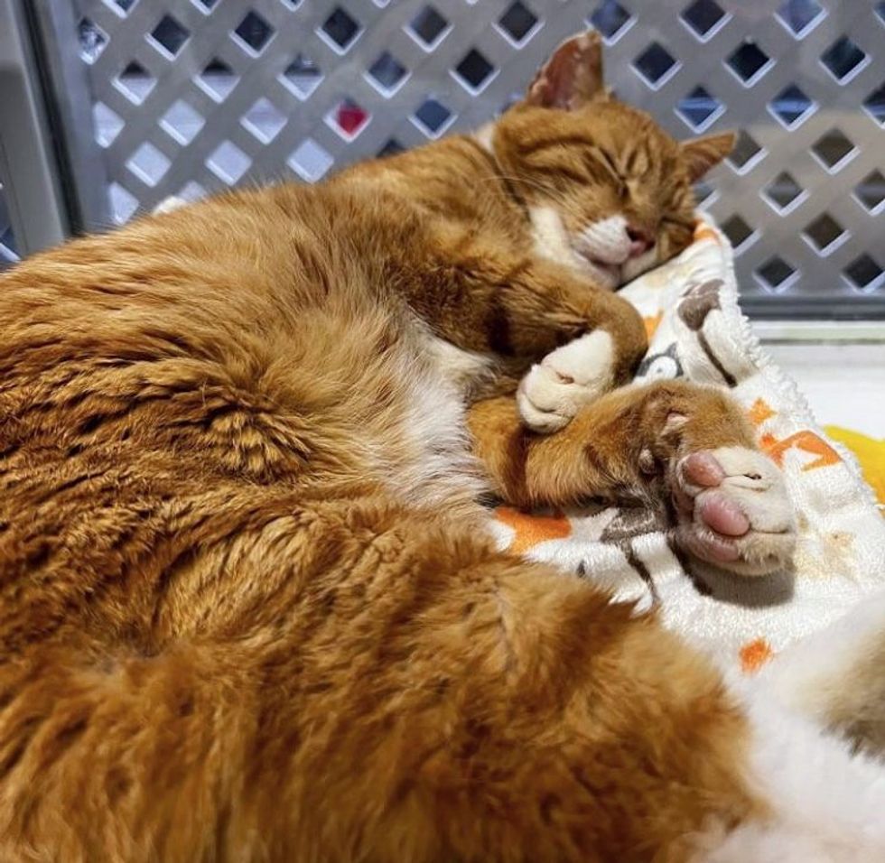 sleeping orange tabby cat