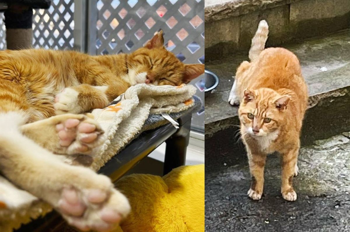 Cat Can Sleep Soundly in Soft Bed and Play Like a Kitten Again After 10 Years Living Outside