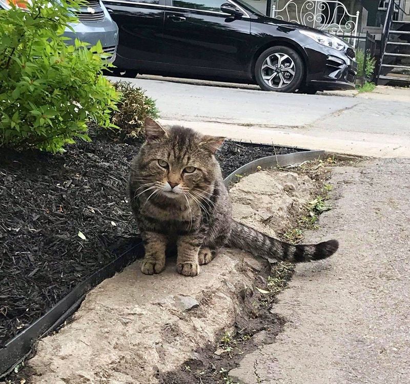 stray cat wandering