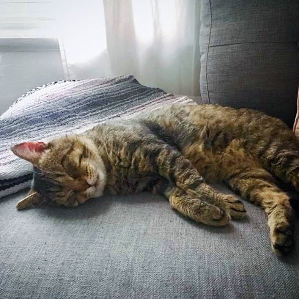 sleeping happy tabby cat