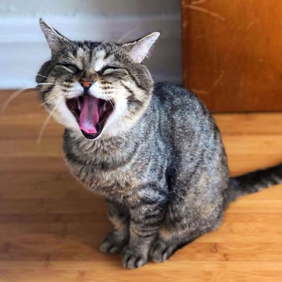 cat yawn no teeth