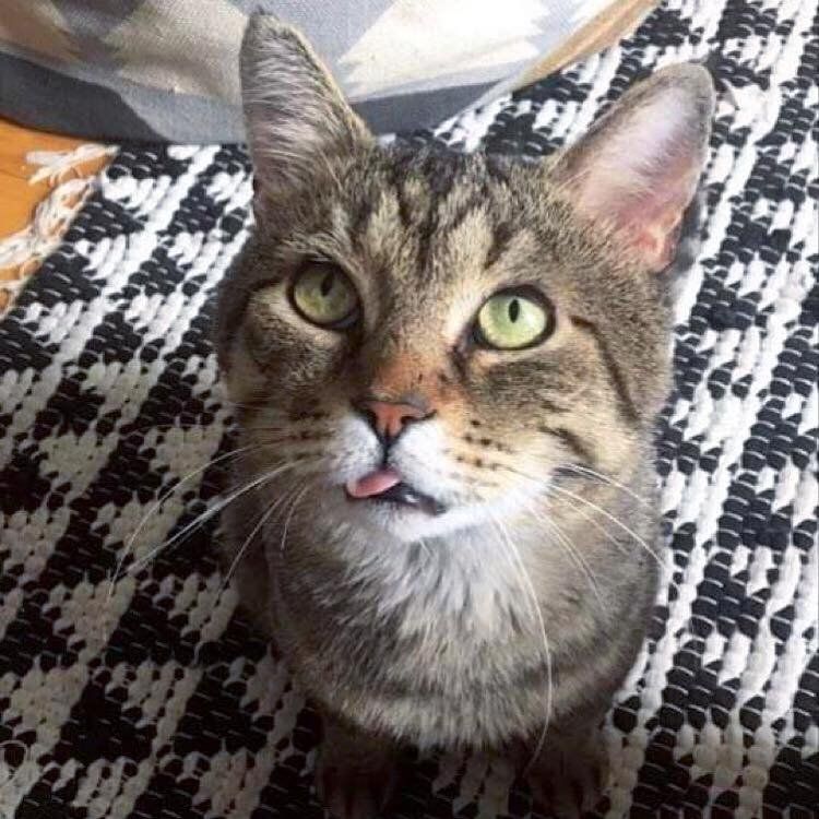 cute tabby cat tongue