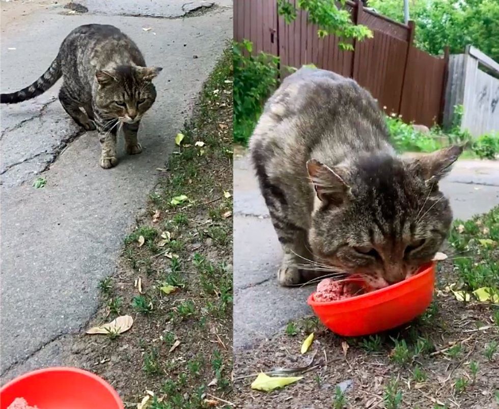 stray cat finds food
