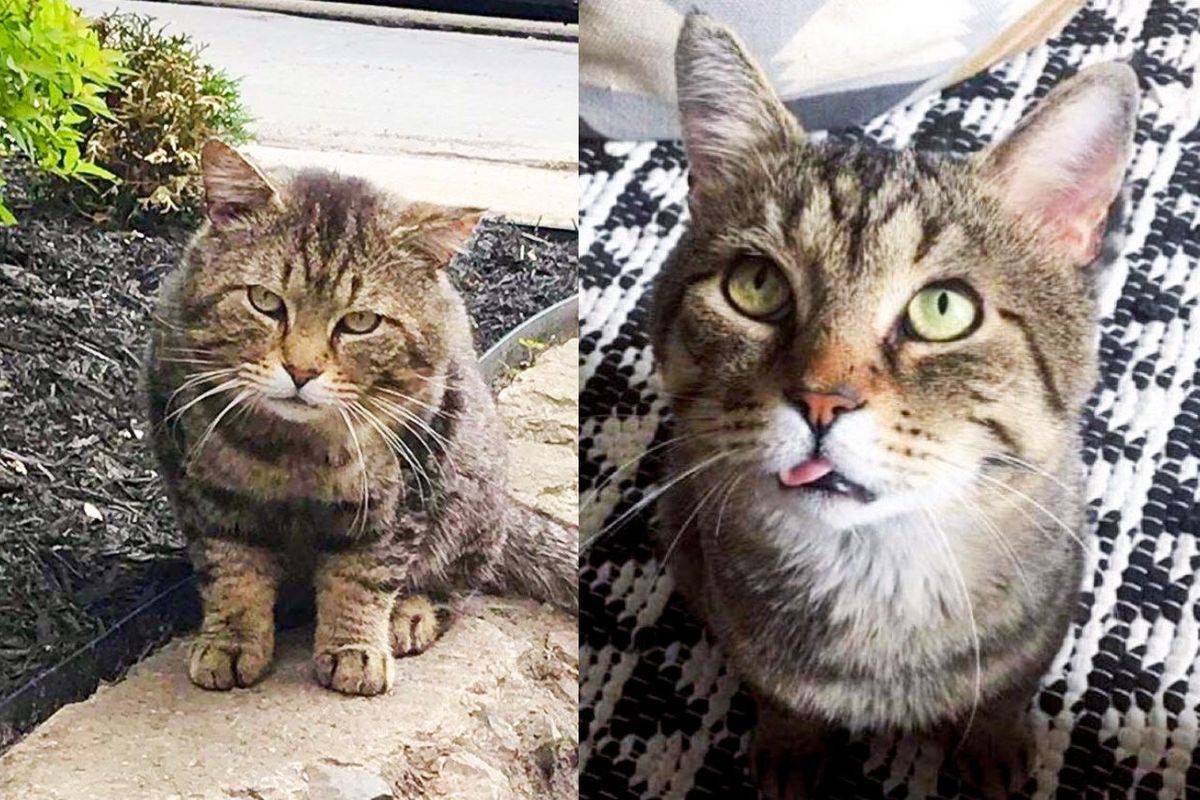 Street Cat Approaches Neighbor Who Offers Him Food, He Decides He's Ready to Be a Pampered House Cat
