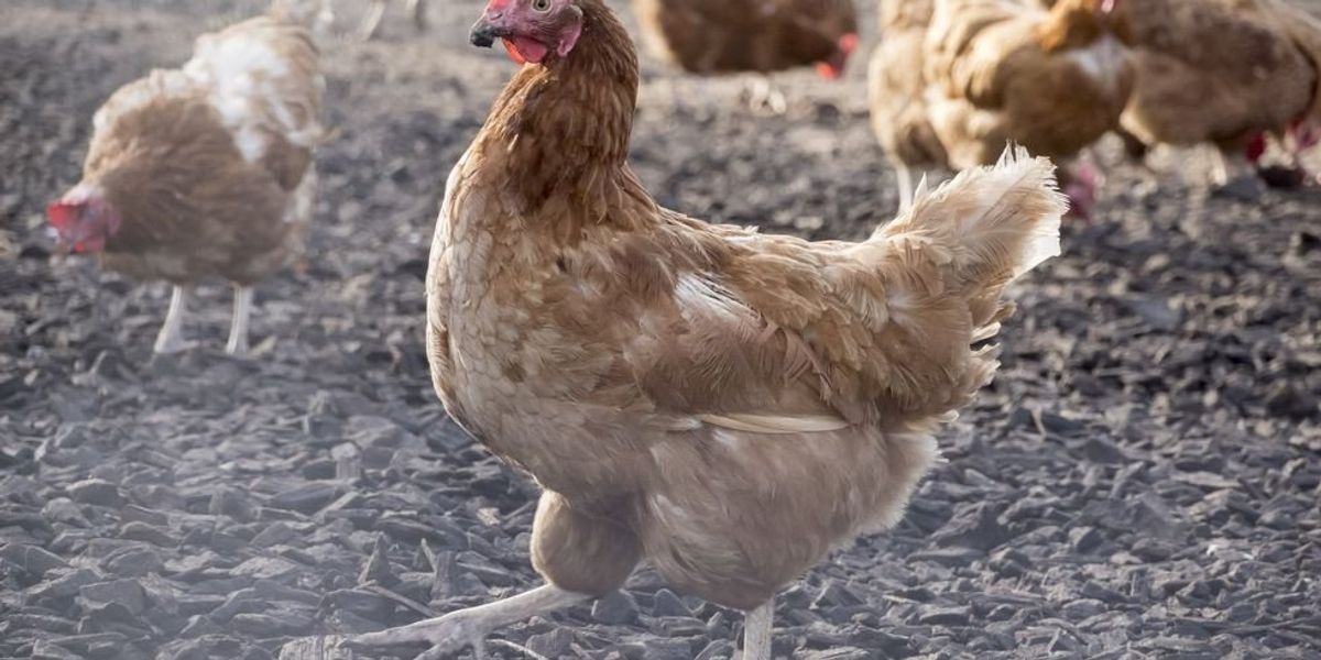 NextImg:Chinese man fined $436 for scaring his neighbor's chickens to death. He ignored the fine and did it again.