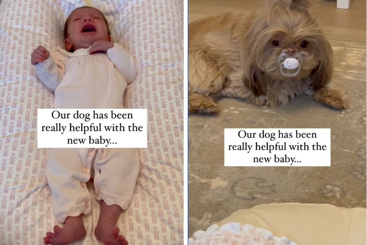 new mom; funny dog videos; motherhood; parenting; newborns