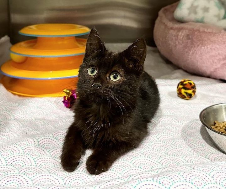 Kitten Weary of Living in the Outdoors is Thrilled to Be Inside One Day, She Can't Stop Having Fun