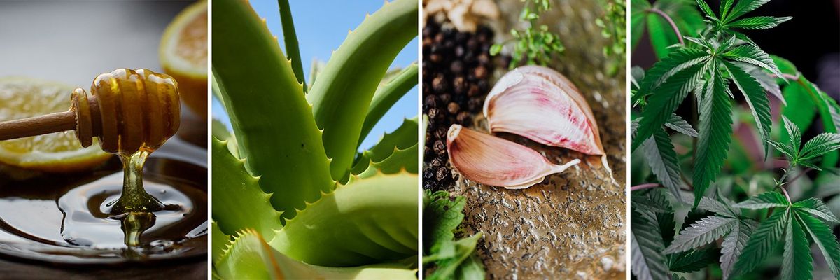 From left to right: honey, aloe vera, garlic, and peppermint. Source: Unsplash.